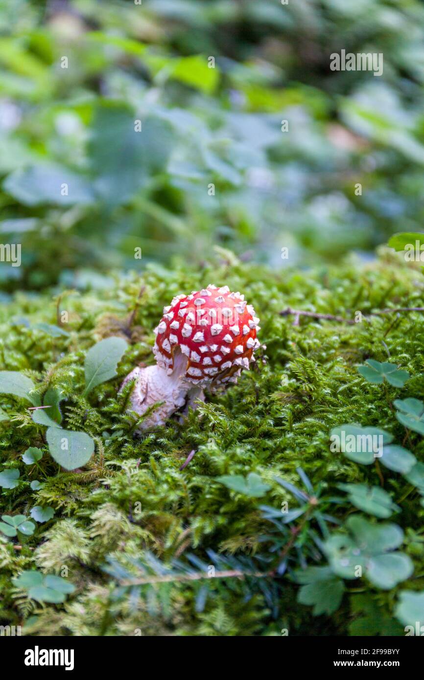 A fly agaric in the moss bed - caution poisonous Stock Photo