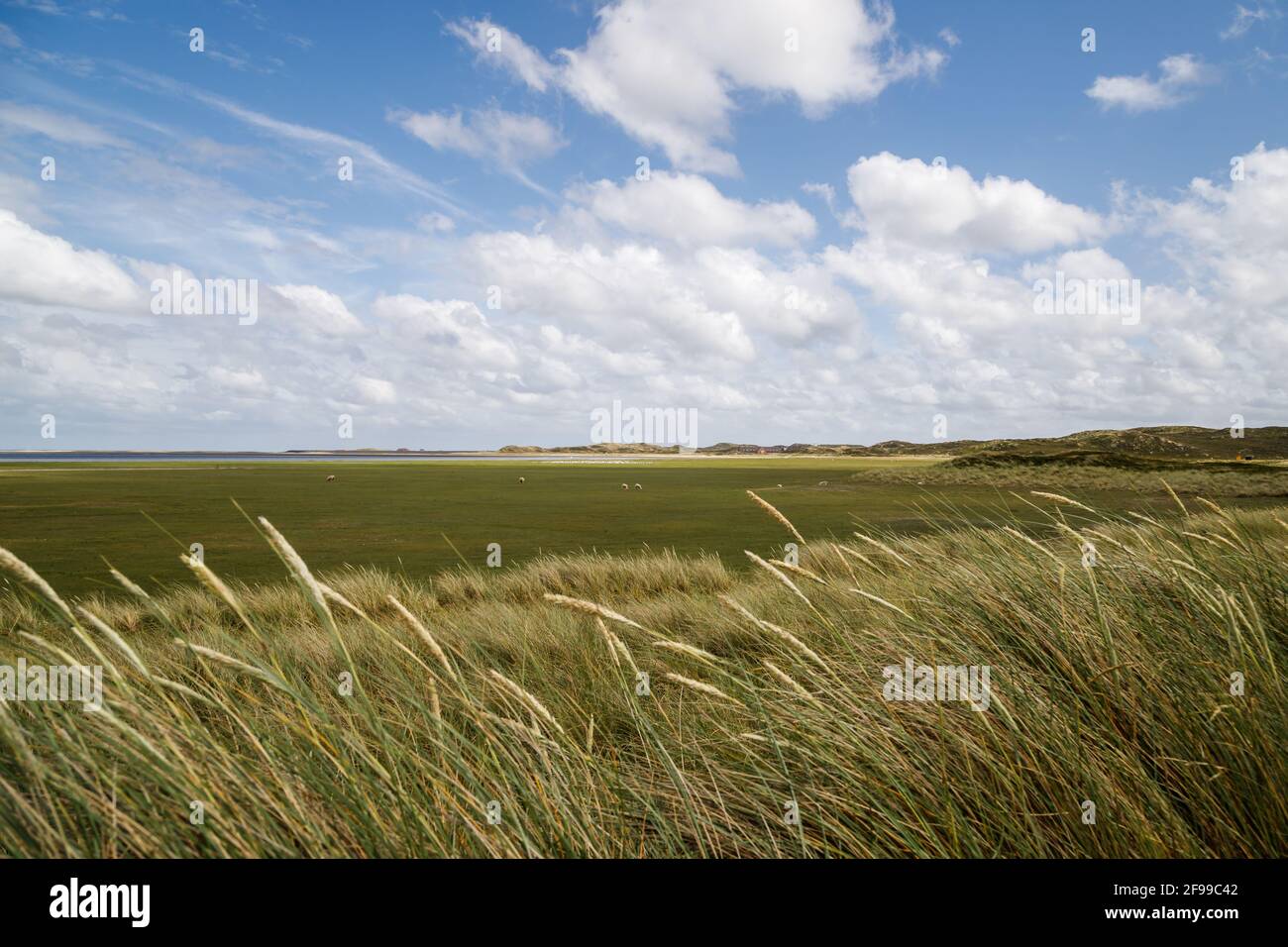 Sheep in the dune landscape on the Wadden Sea, northern landscape on the island of Sylt, Germany, Europe Stock Photo
