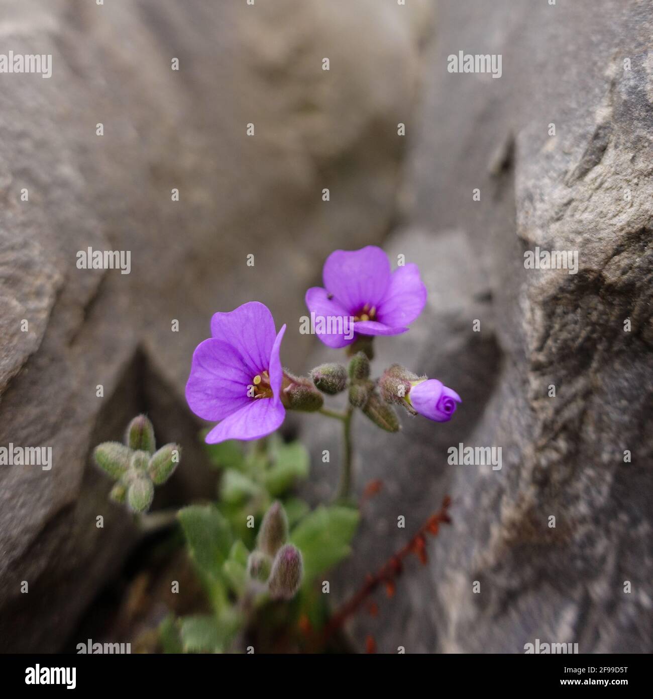 Close-up photo of a little purple flower grown in the crack of rock ...