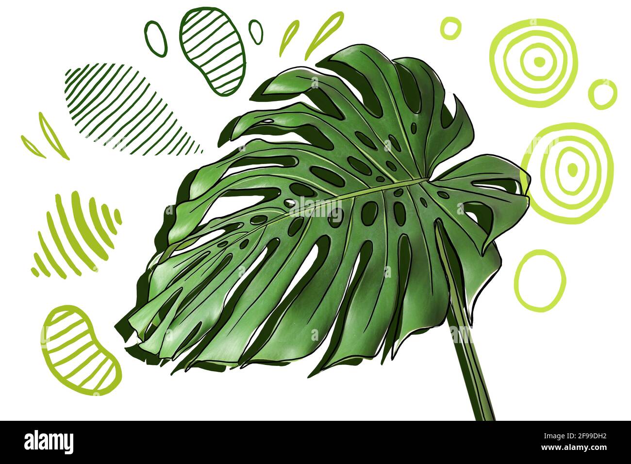 Green tropical leaf on white background Stock Photo