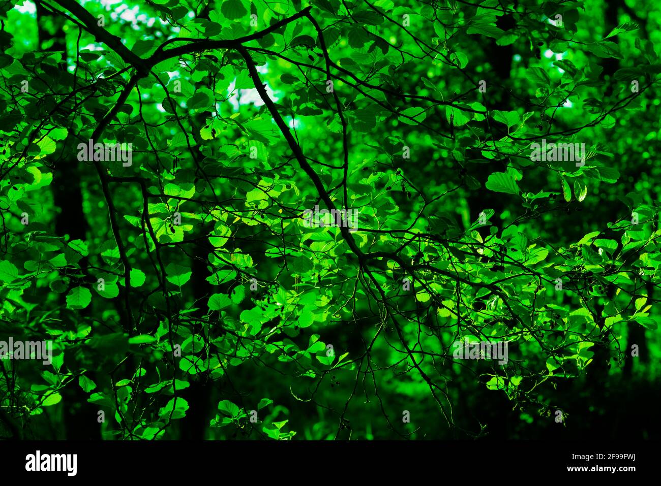 Deciduous trees with green leaves, sunlight shines through the treetops Stock Photo