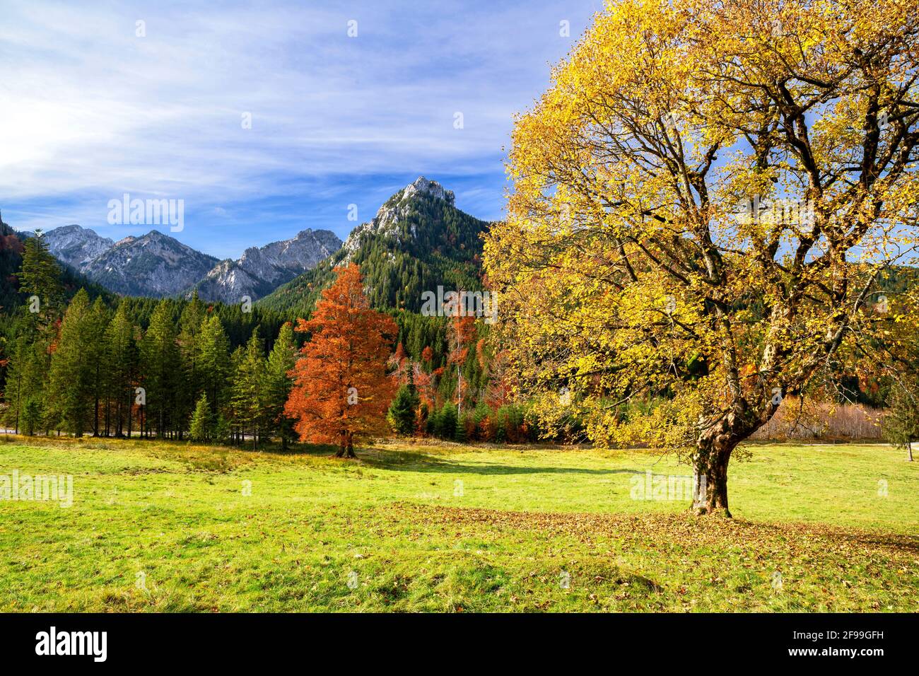 Yellow discolored sycamore maple in an alpine mountain landscape on a sunny autumn day near Buching. In the background Schönleitenschrofen and Branderschrofen. Ammergau Alps, Bavaria, Germany, Europe Stock Photo
