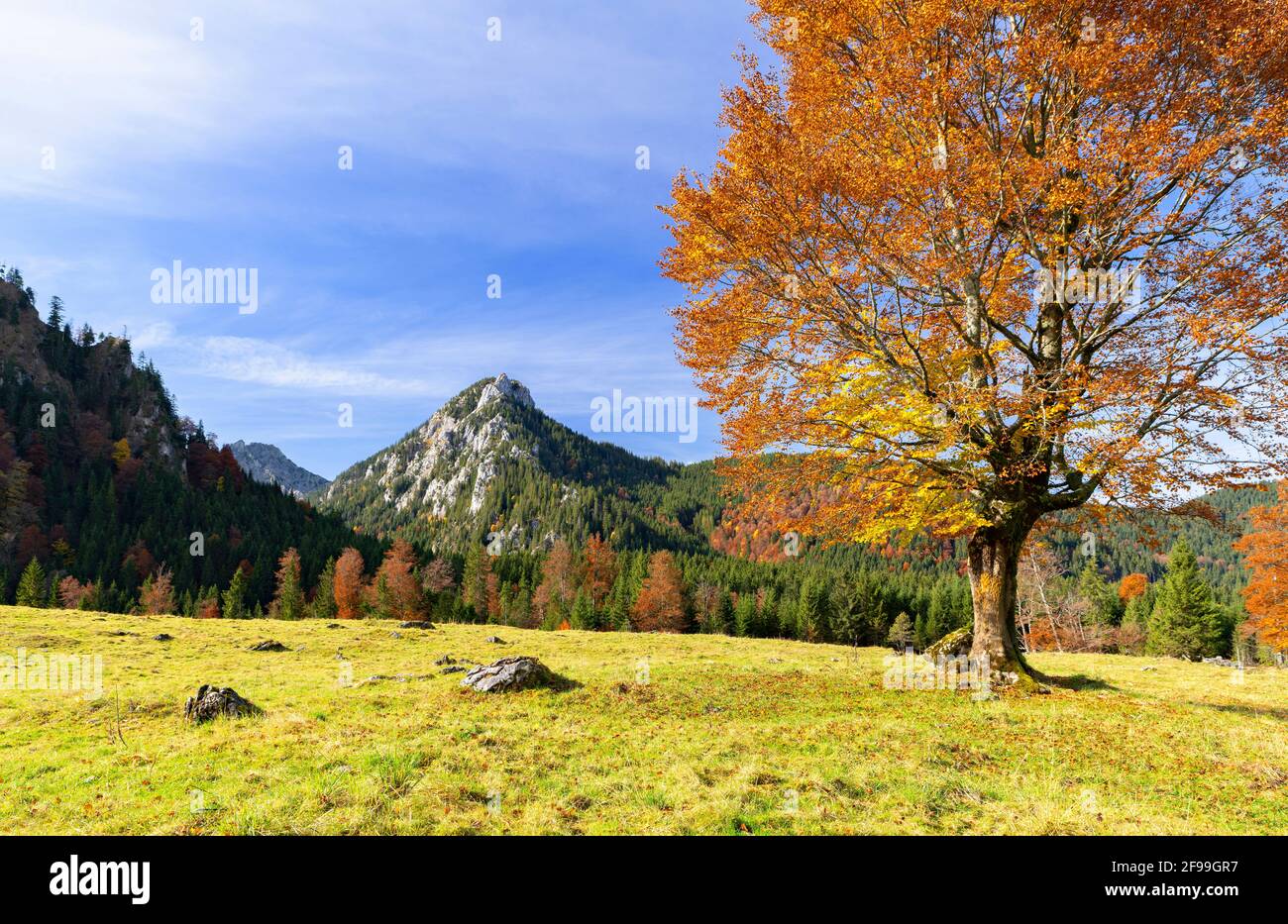 Autumnal beech (Fagus sylvatica) in an alpine mountain landscape near Buching. In the background Schönleitenschrofen. Ammergau Alps, Bavaria, Germany, Europe Stock Photo