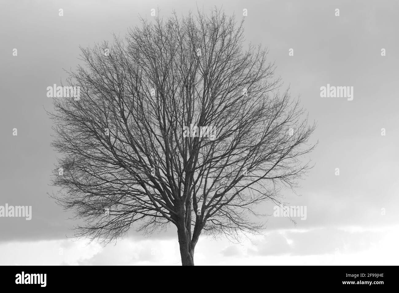 Treetop without leaves against a grey sky Stock Photo