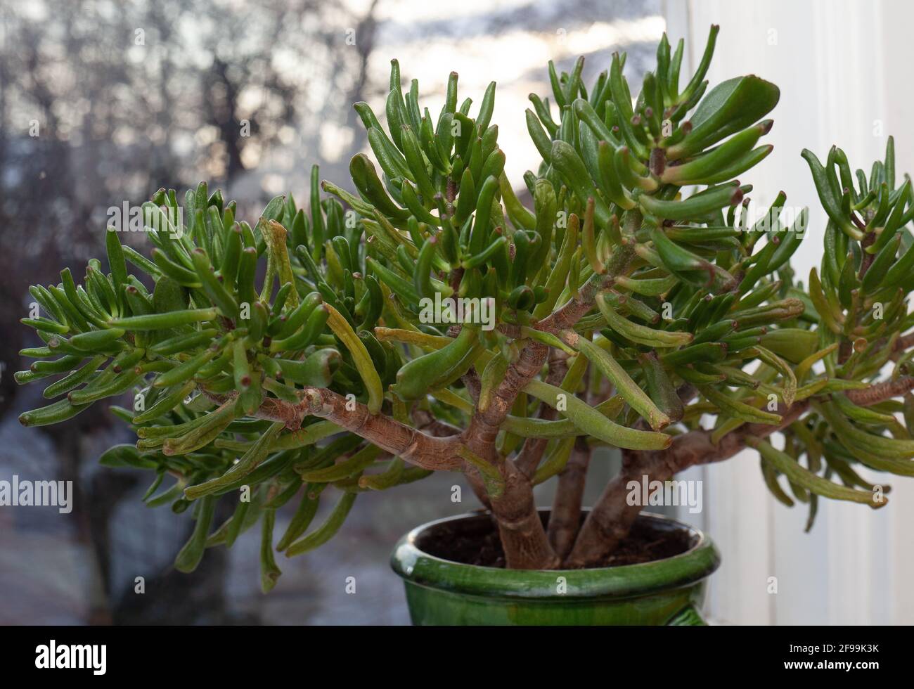 Crassula hobbit home plant in a green pot. Stock Photo