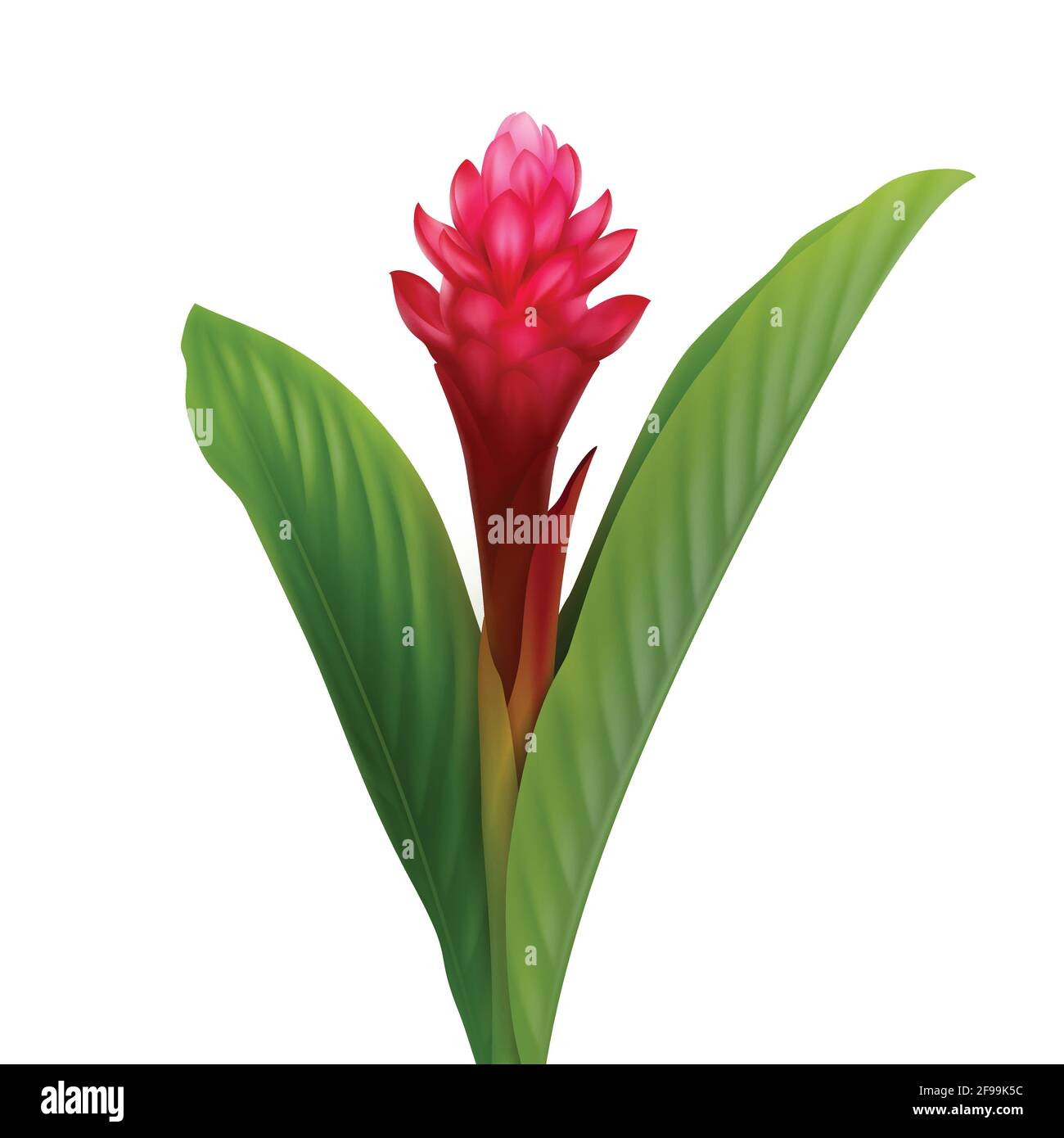 Vector Tropical Plant Red Ginger Flower Or Alpinia Purpurata Isolated On White Background Stock Vector Image Art Alamy