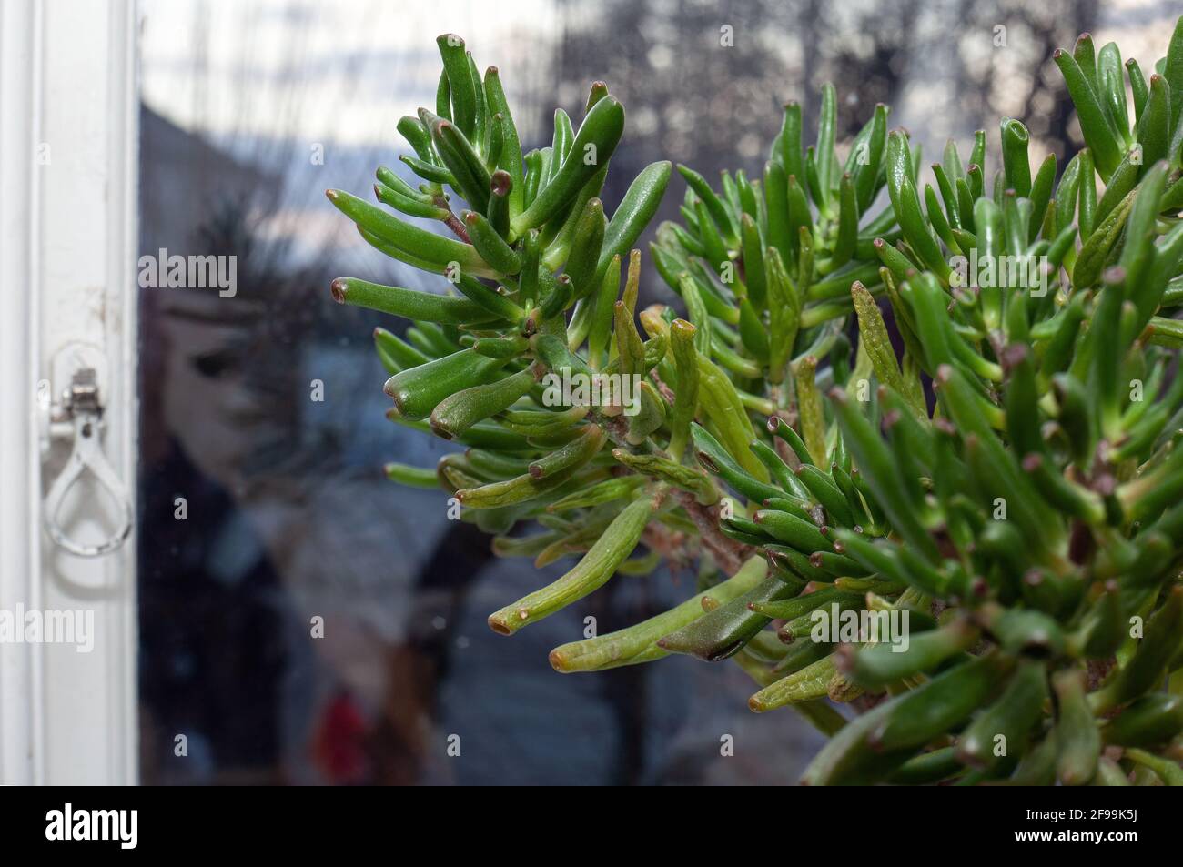 Crassula hobbit home plant in a green pot. Stock Photo