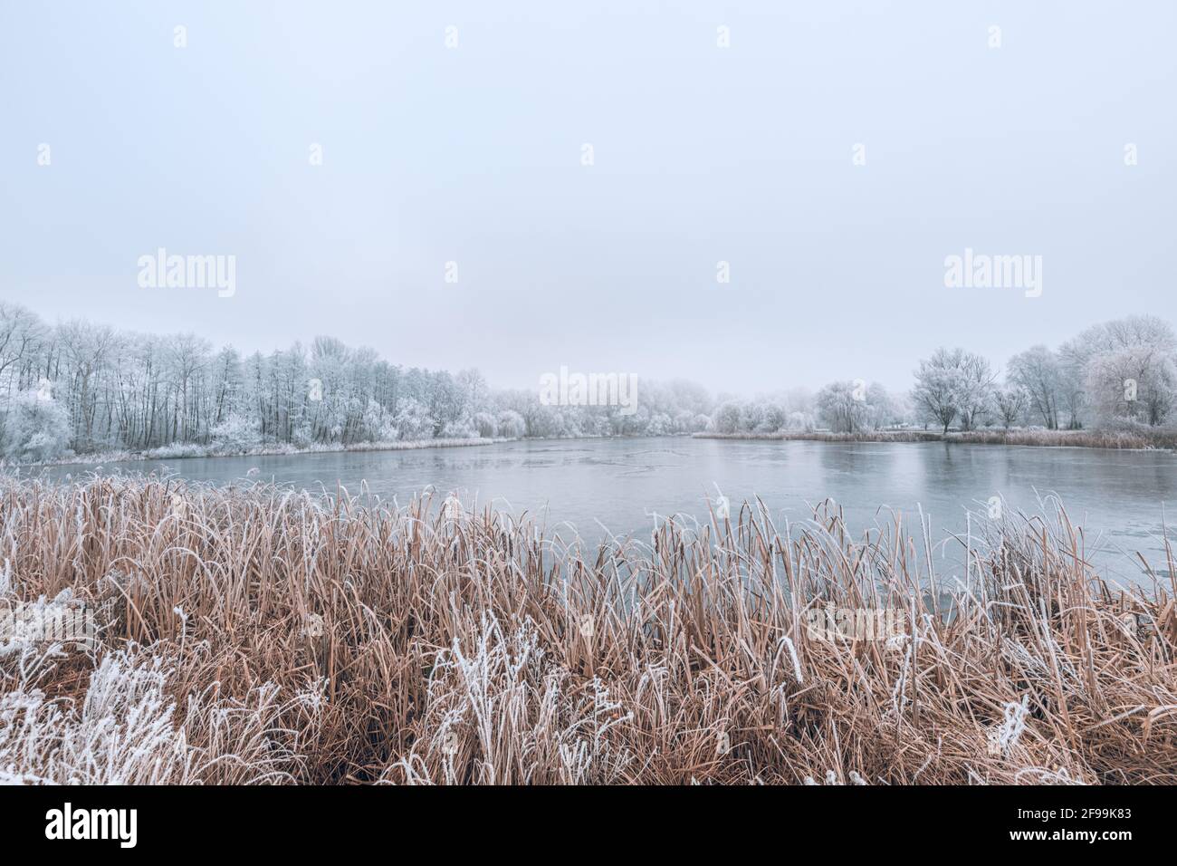 Forest lake in snowfall. Relaxing panoramic winter landscape of a forest lake. idyllic seasonal nature background. white trees and frozen lake water Stock Photo