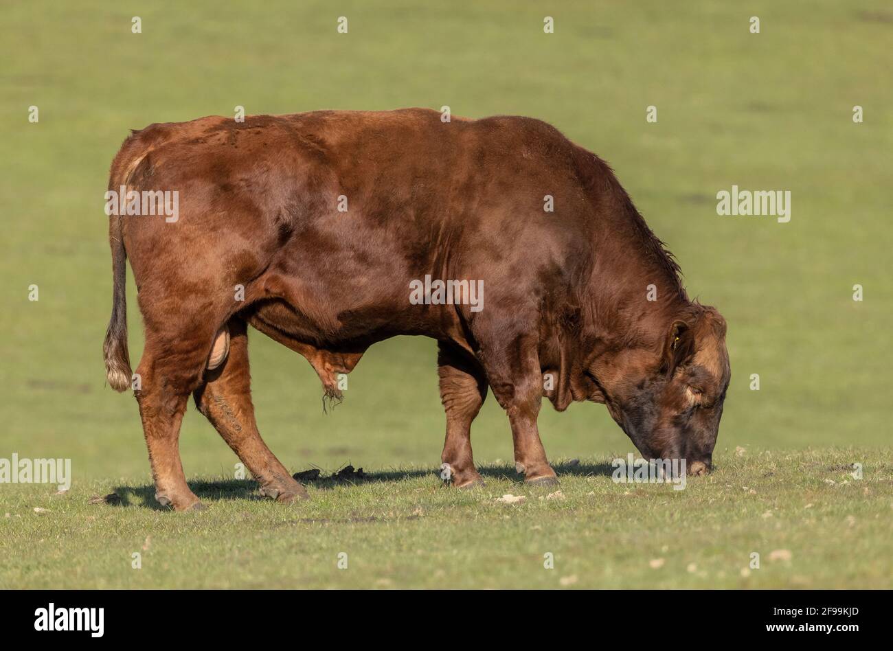 Red Ruby Devon bull, grazing pasture at Arne, Dorset. Stock Photo
