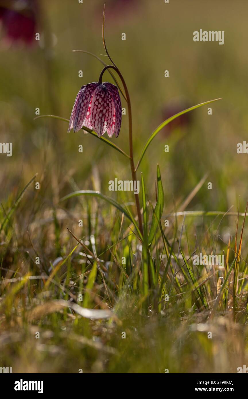 Snake's-head fritillary or fritillary, Fritillaria meleagris, flowering in flood-plain grassland, Wiltshire. Stock Photo