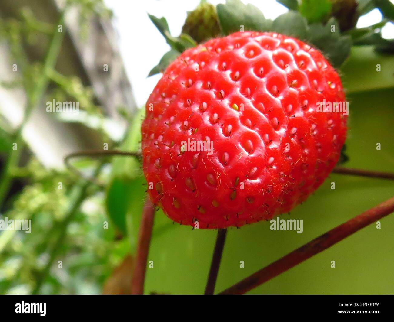 Juicy red ripe strawberry berry hi-res stock photography and images - Alamy