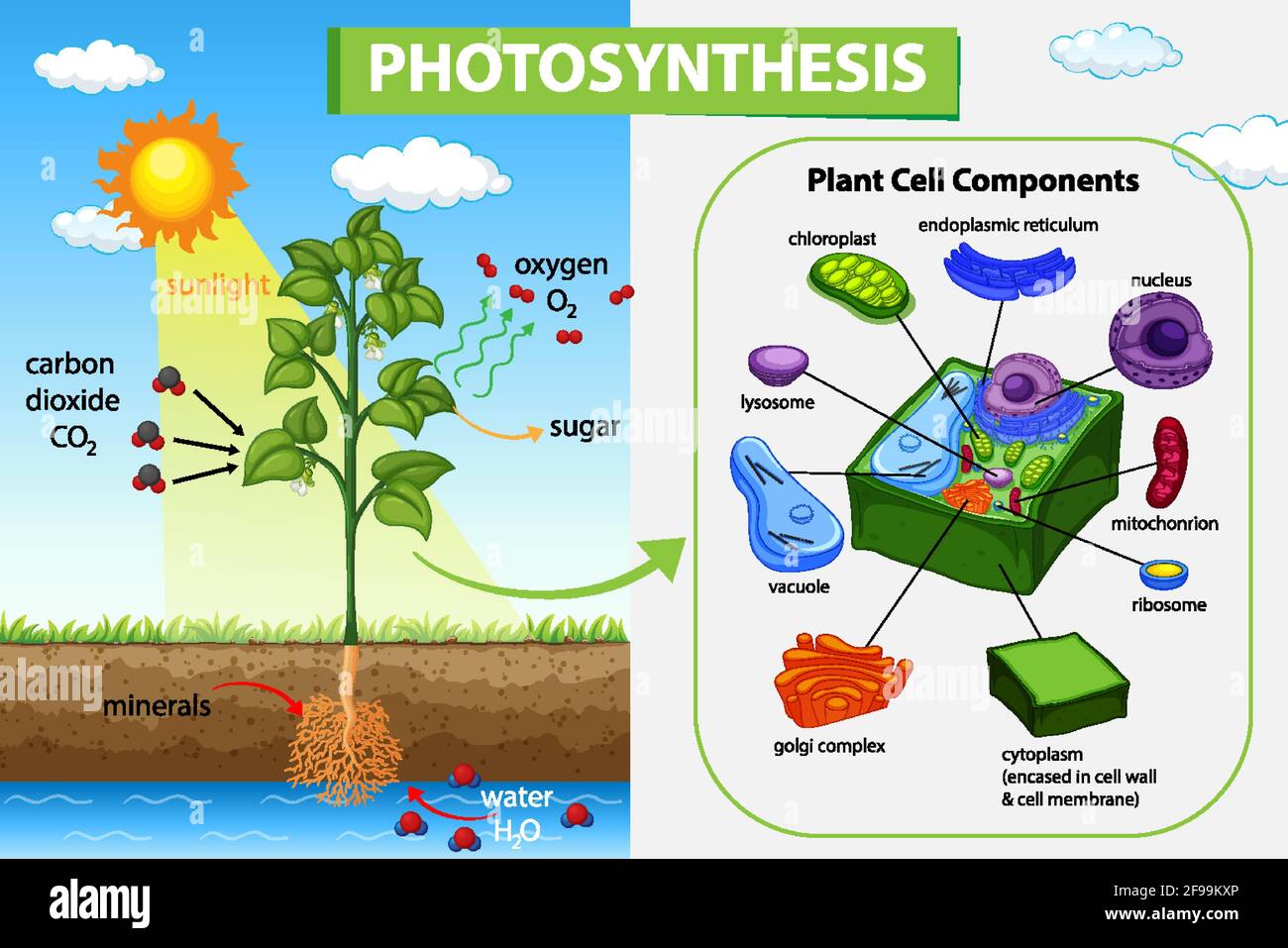 Diagram showing process of photosynthesis in plant illustration Stock