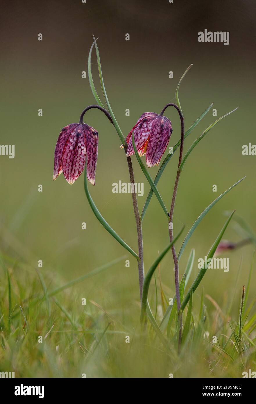 Snake's-head fritillary or fritillary, Fritillaria meleagris, flowering in flood-plain grassland, Wiltshire. Stock Photo