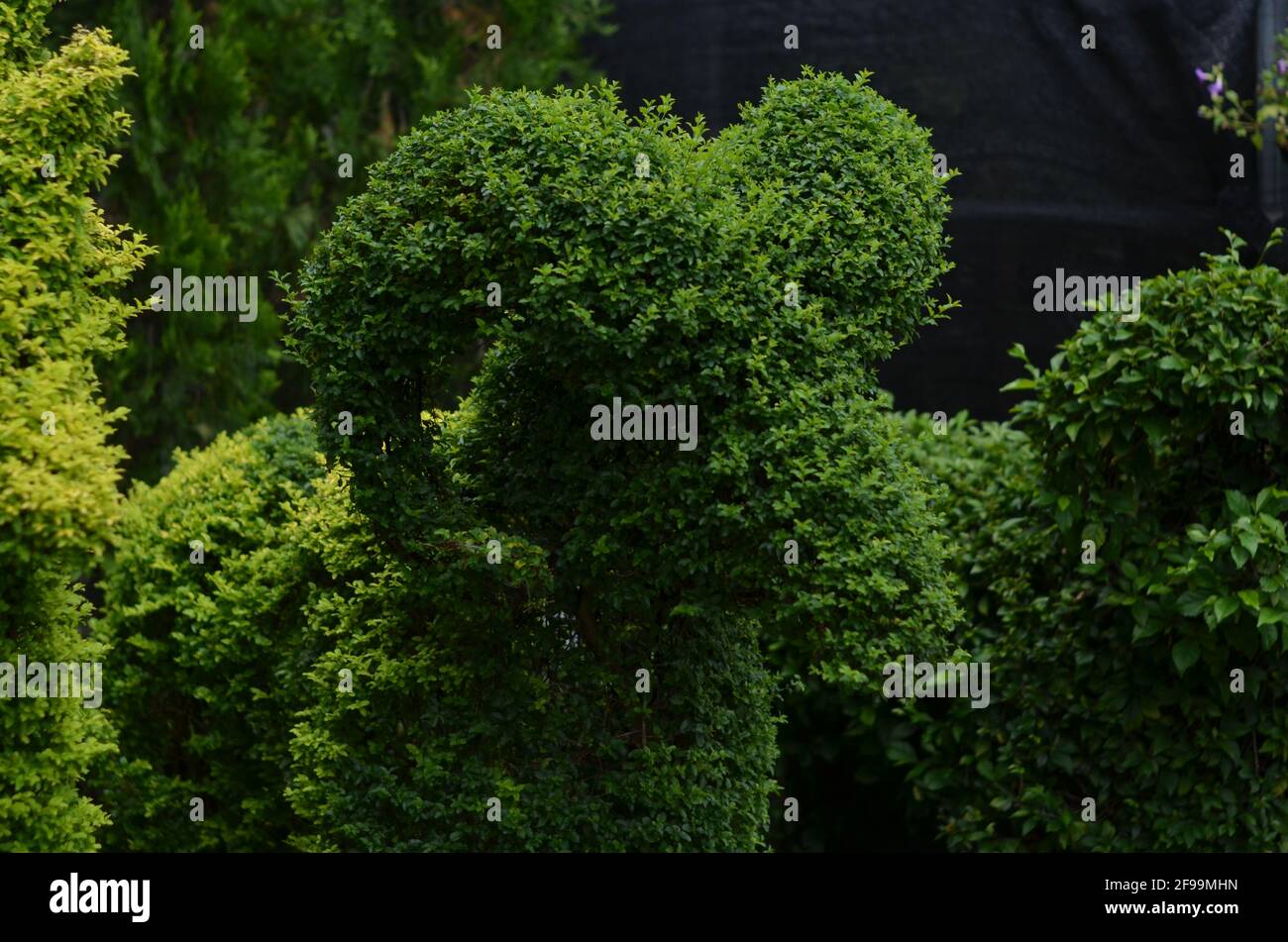 A green plant pruned to resemble a sheep. Stock Photo