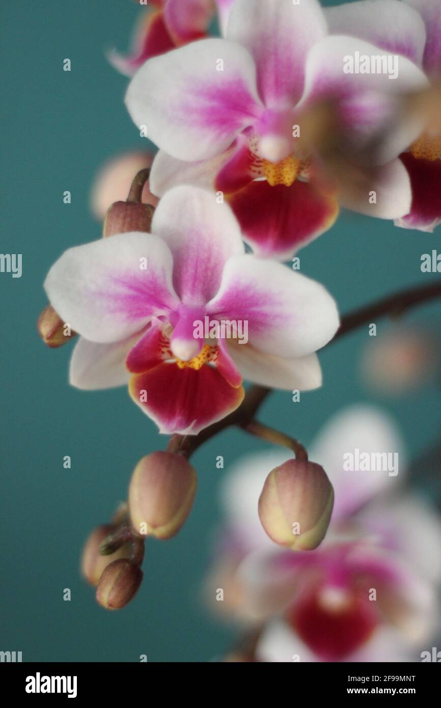 pink and white orchid Stock Photo Alamy