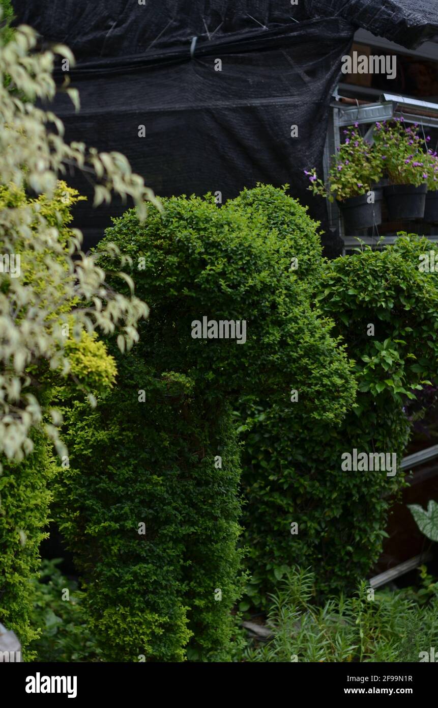 A green plant pruned to resemble a sheep. Stock Photo