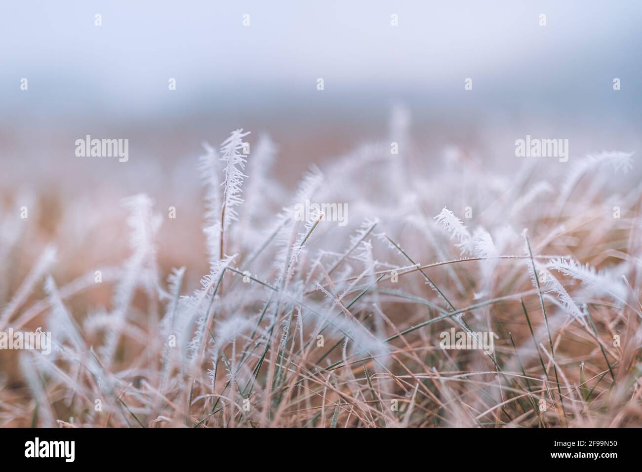 Frozen flora hi-res stock photography and images - Alamy