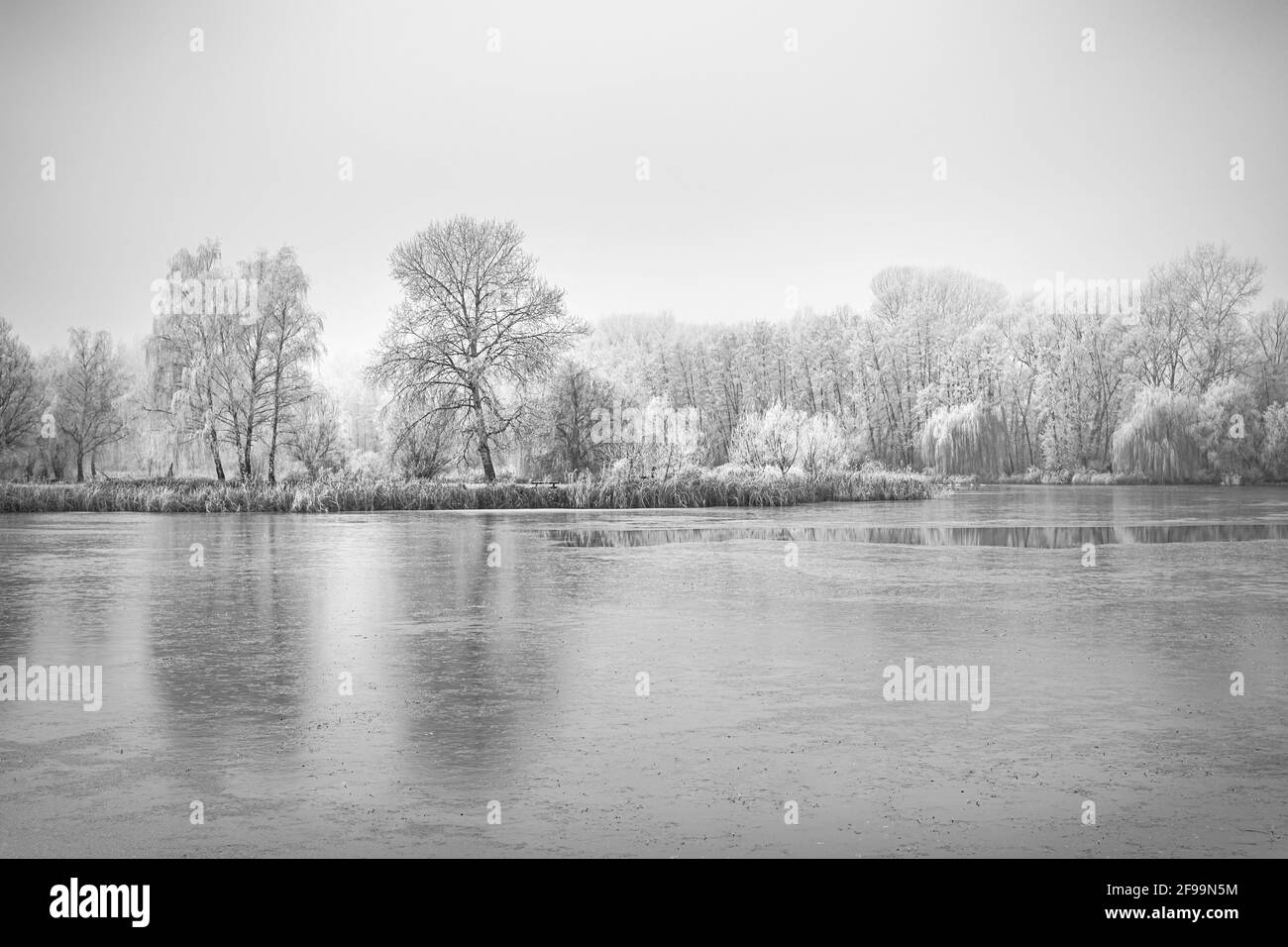 Forest lake in snowfall. Relaxing panoramic winter landscape of a