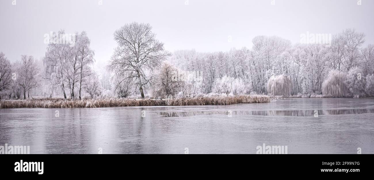 Forest lake in snowfall. Relaxing panoramic winter landscape of a forest lake. idyllic seasonal nature background. white trees and frozen lake water Stock Photo