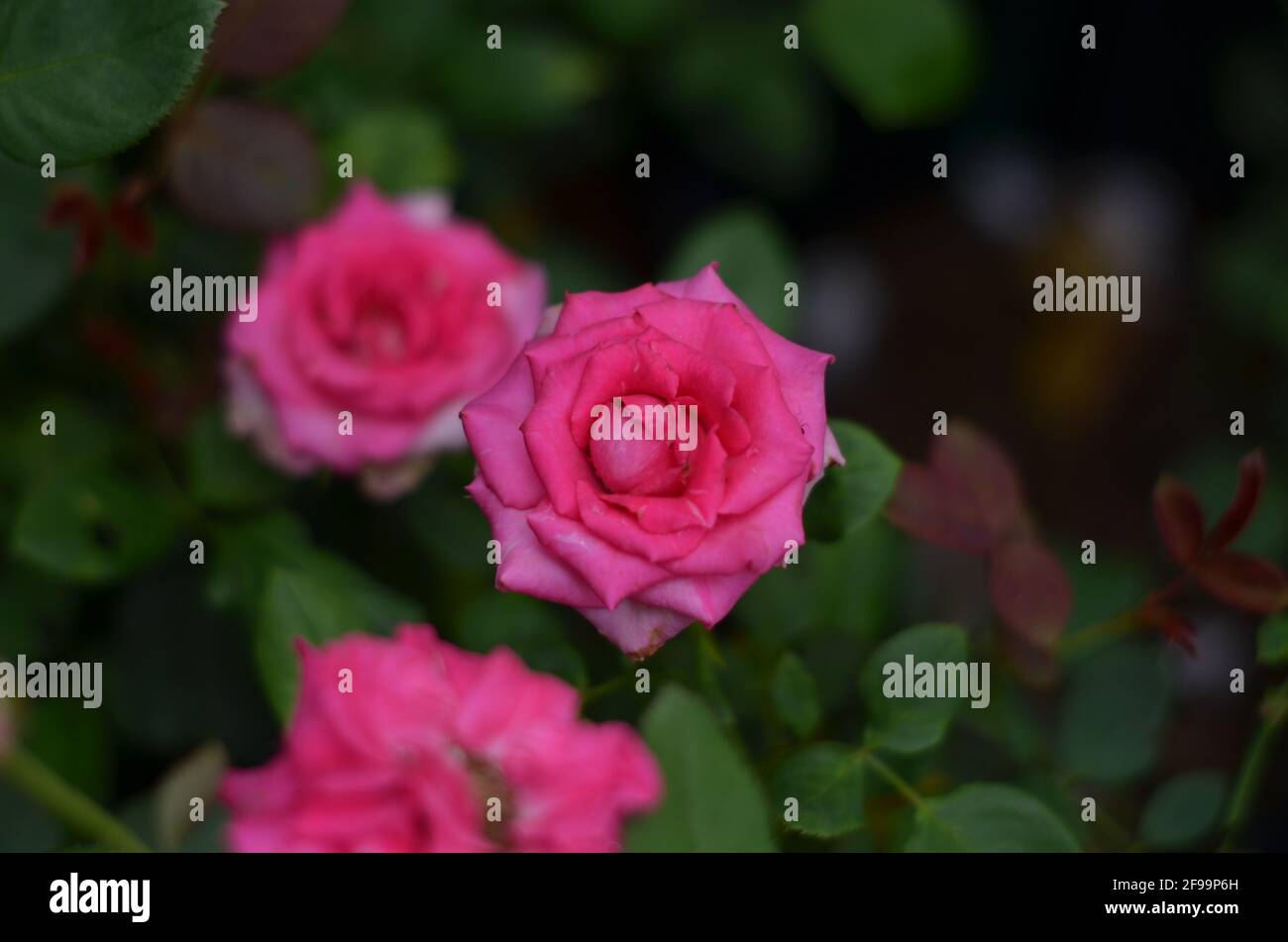 A very beautiful bright pink Bengal rose Stock Photo - Alamy
