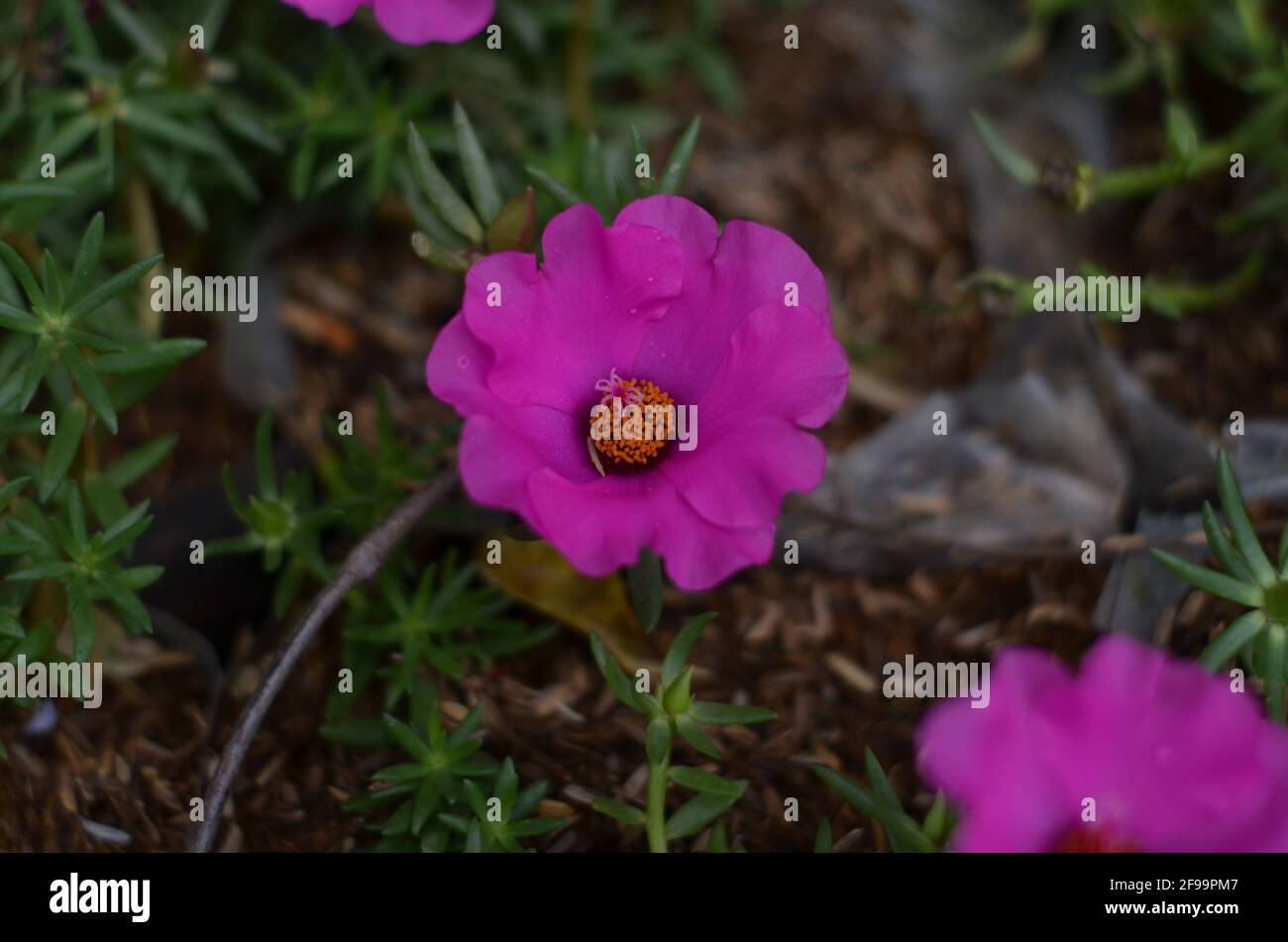 Download 62+ Bunga Name Wallpaper Gratis Terbaik