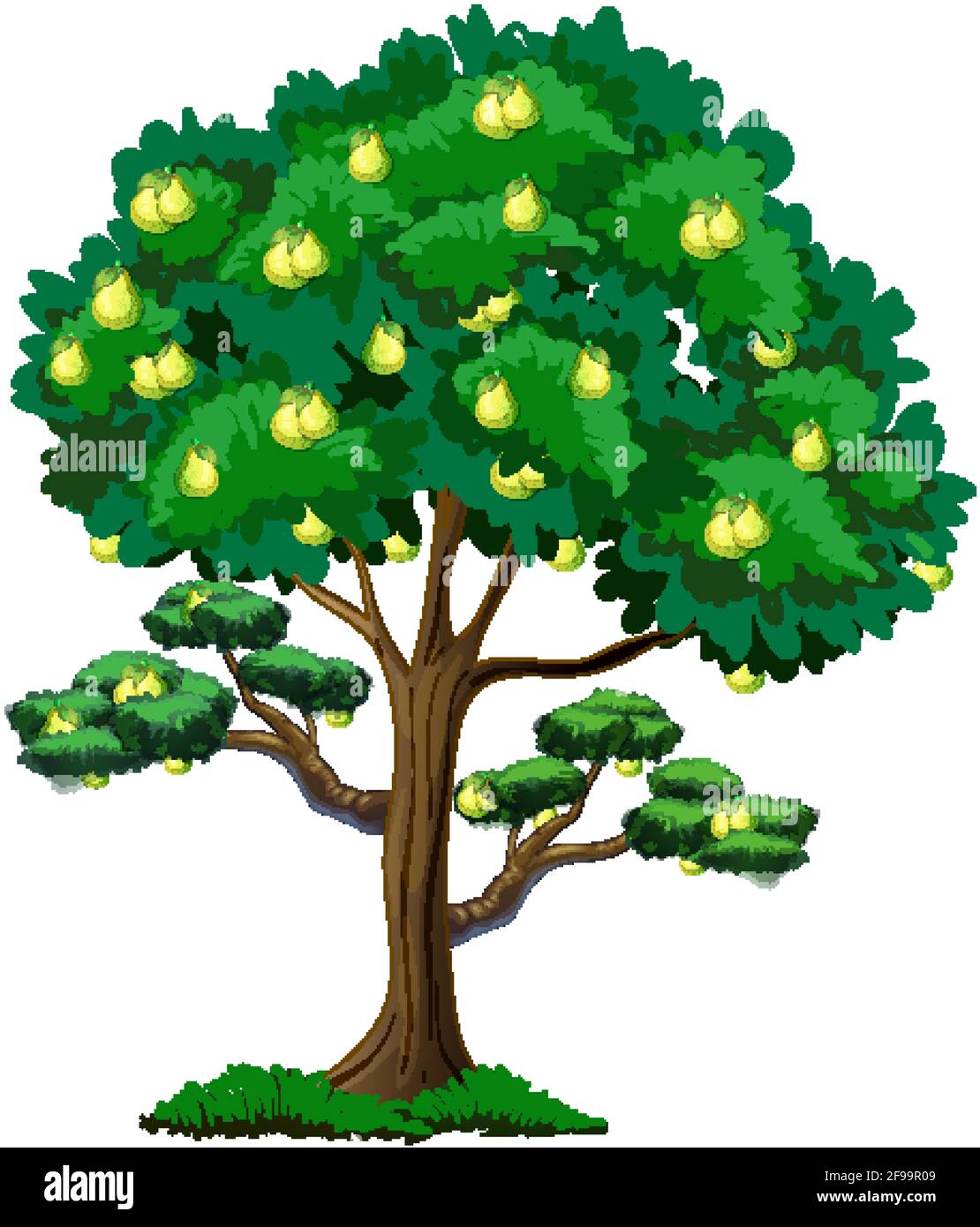 Pear fruit tree isolated on white background illustration Stock Vector ...