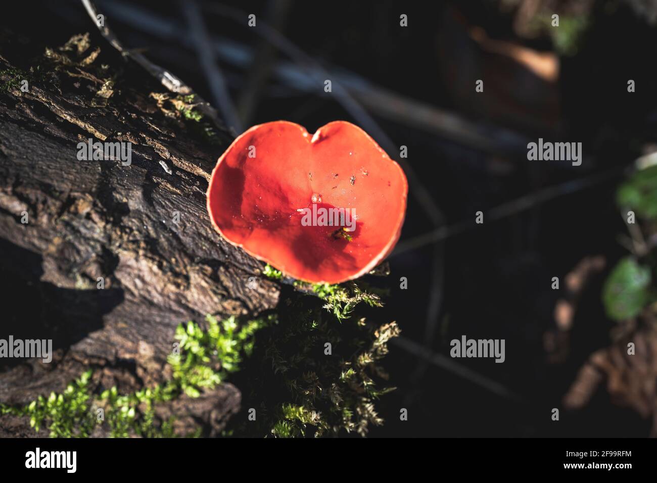 Scarlet cup cup, Sarcoscypha coccinea, mushroom, forest, nature, Swabian Alb, Baden-Wuerttemberg, Germany, Europe Stock Photo