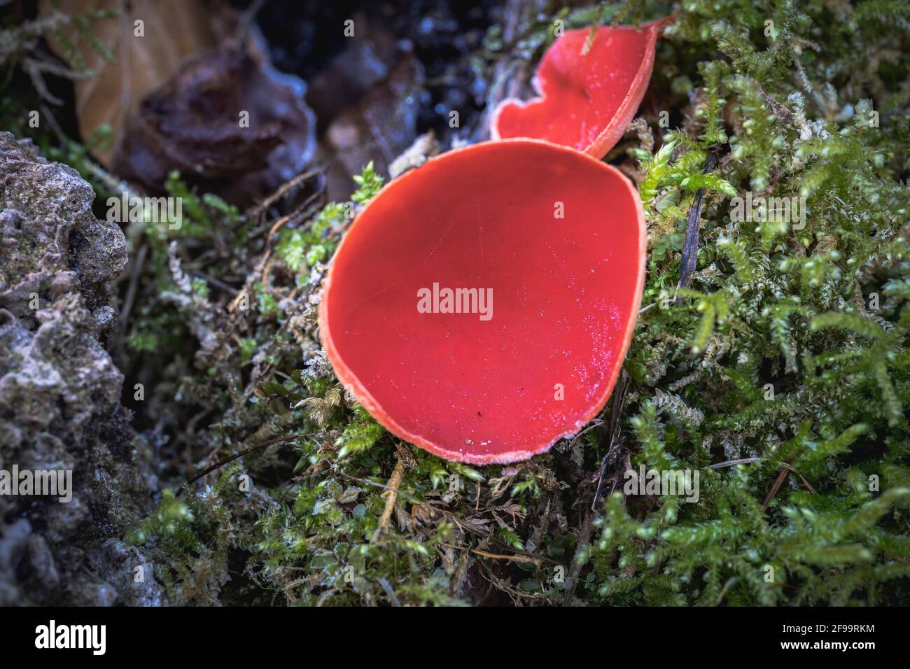 Scarlet cup cup, Sarcoscypha coccinea, mushroom, forest, nature, Swabian Alb, Baden-Wuerttemberg, Germany, Europe Stock Photo