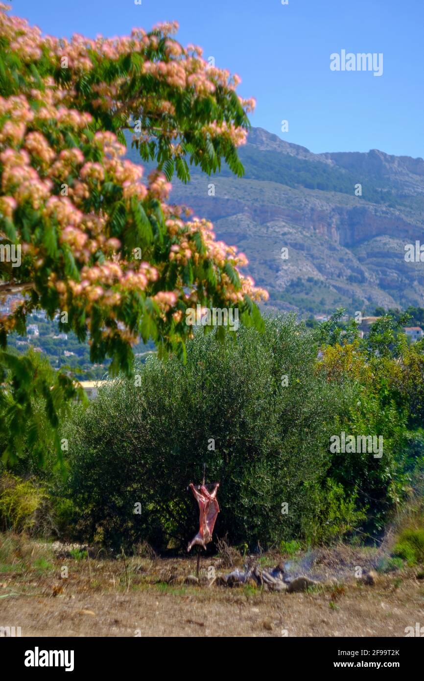 whole lamb asado, barbecuing on iron cross spit next to open fire near Albizia julibrissin ‘Red Silk’ (Persian Silk Tree, Pink Silk Tree)  in Altea La Vella, Alicante, Spain Stock Photo