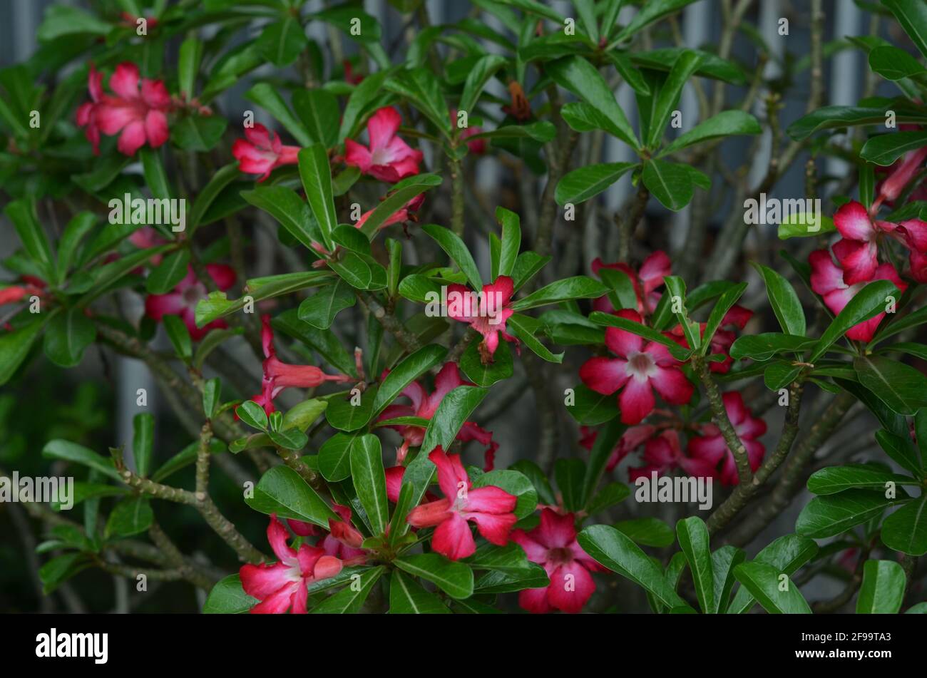 Adenium flowers that are in bloom are red and their leaves Stock Photo