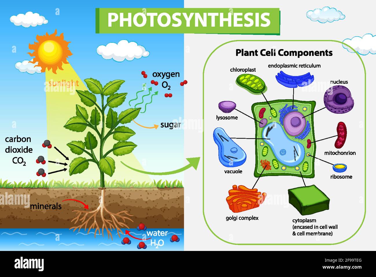 Plant Transpiration Co2 Diagram Showing Process Of Photosynthesis In Plant Illustration 2F99TEG