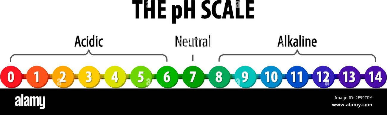 The Ph Scale Diagram On White Background Illustration Stock Vector