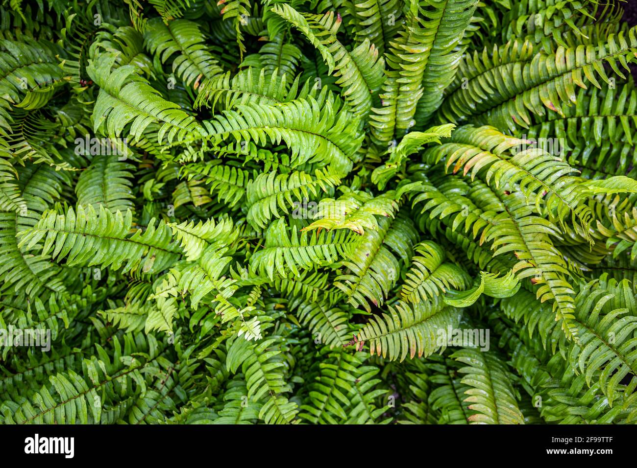 Tropical green fern leaves in bright tone. Abstract nature green leaves bush pattern in dark color tone. Stock Photo