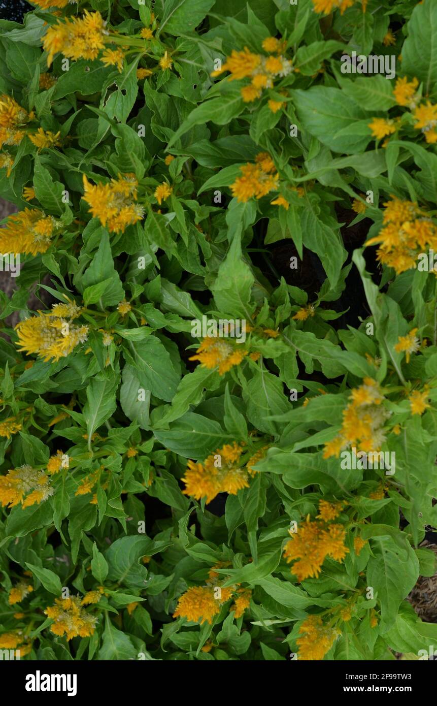 Yellow flower background and leaves Stock Photo - Alamy