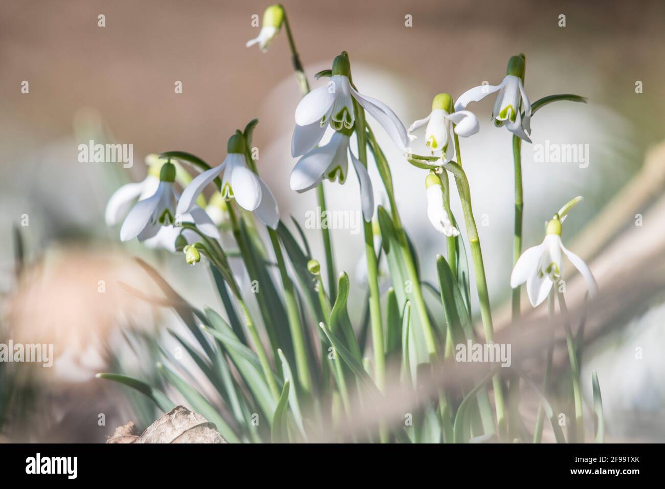 Snowdrops on the edge of the forest Stock Photo