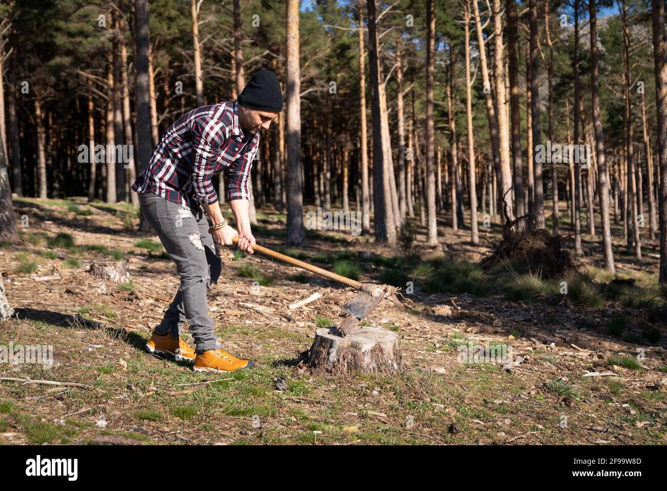 Spanish lumberjack man chopping wood with an ax in the forest Stock