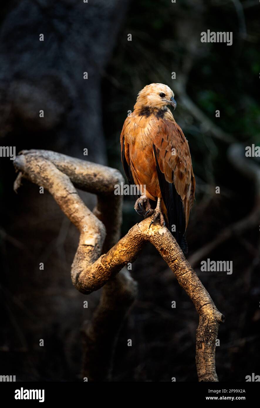 Golden Hawk High Resolution Stock Photography And Images Alamy Golden Hawk High Resolution Stock Photography And Images Alamy
