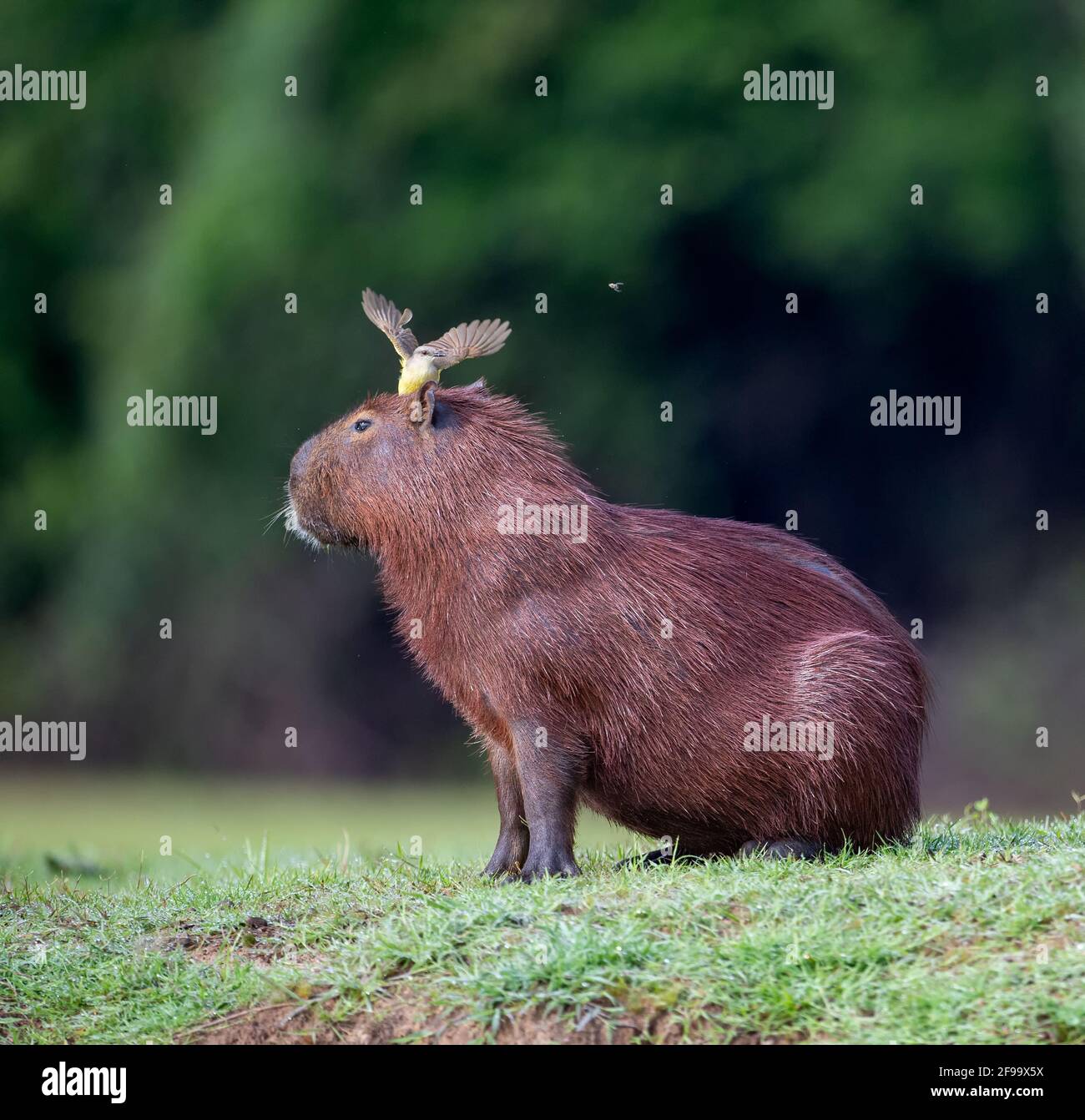 Capybara sitting in the grass with bird on the head Stock Photo Alamy