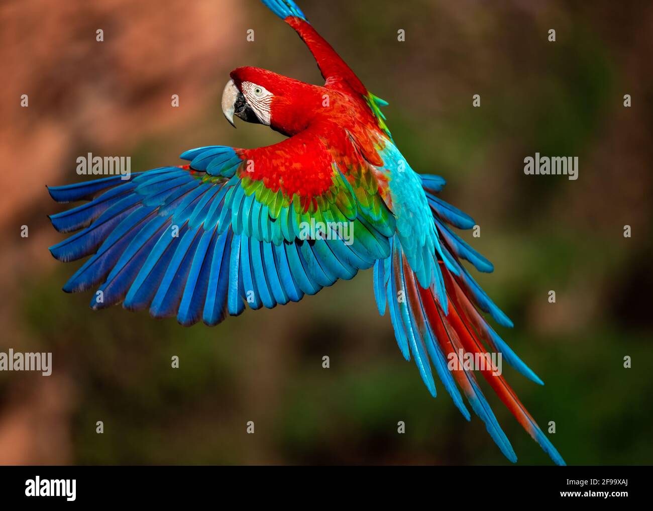 Macaws Flying Hi res Stock Photography And Images Alamy Macaws Flying Hi res Stock Photography And Images Alamy