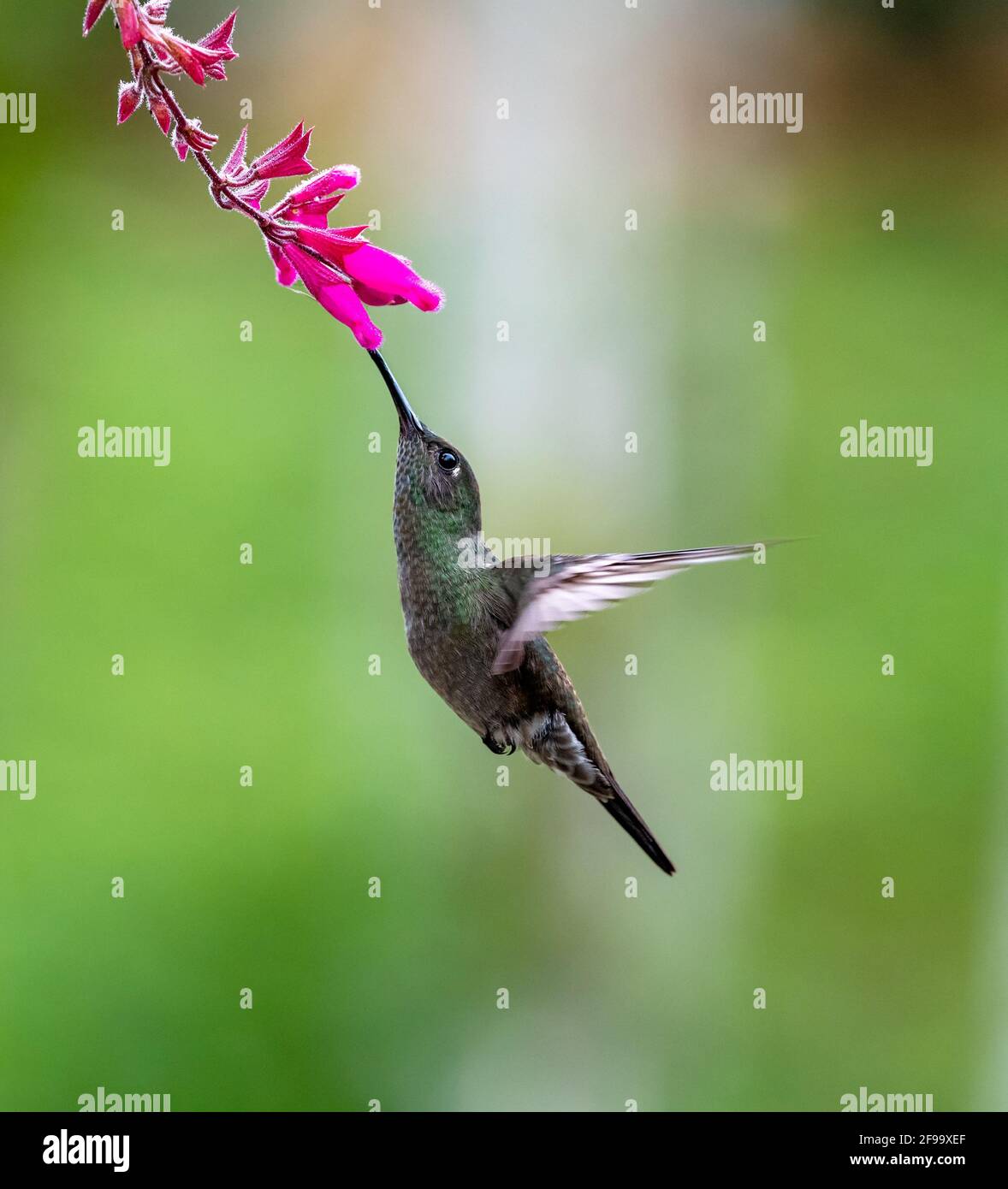 Hummingbird in flight feeding at a flower - Brasil, Atlantic Rainforest Stock Photo