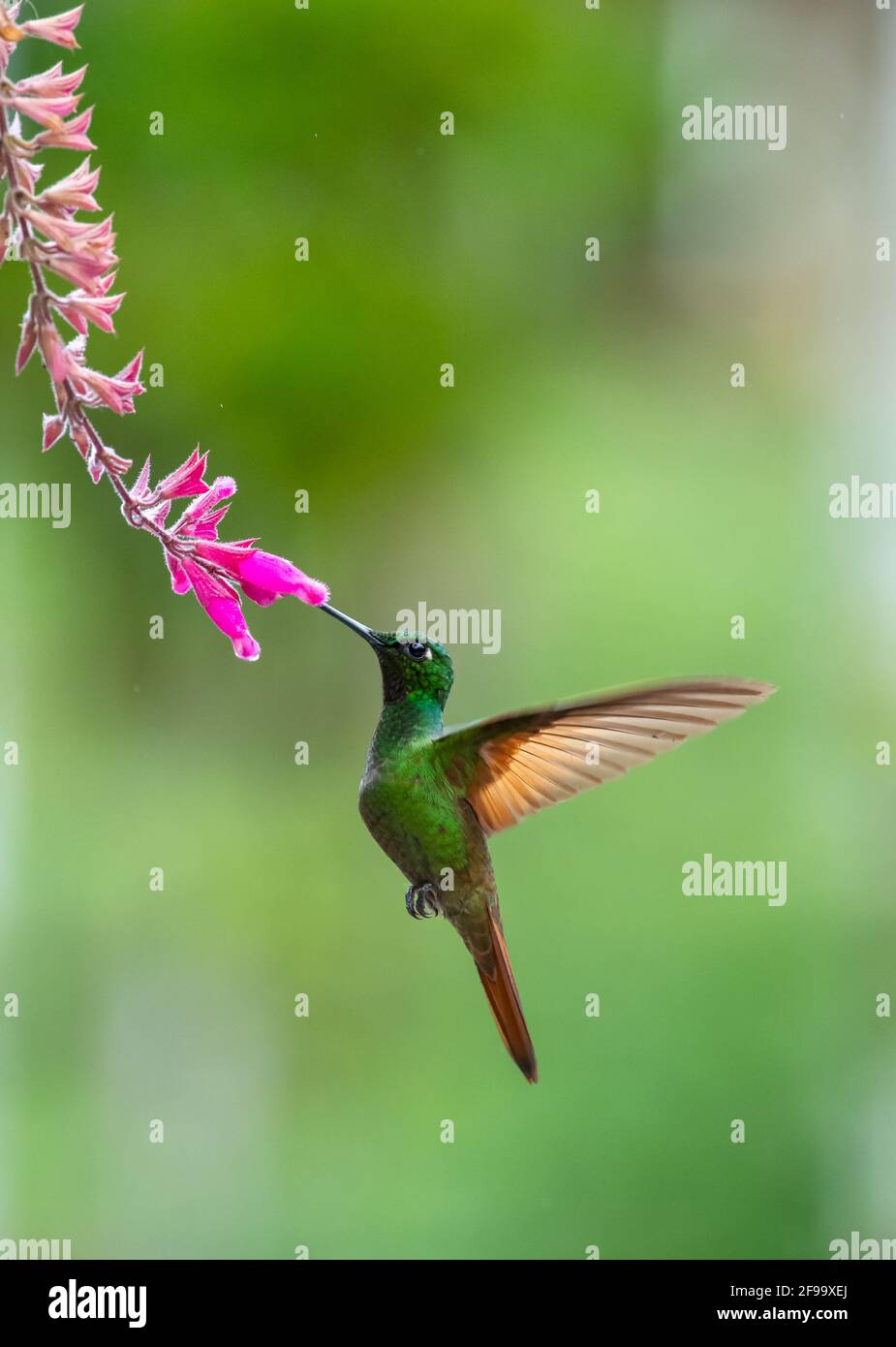 Hummingbird in flight feeding at a flower - Brasil, Atlantic Rainforest Stock Photo