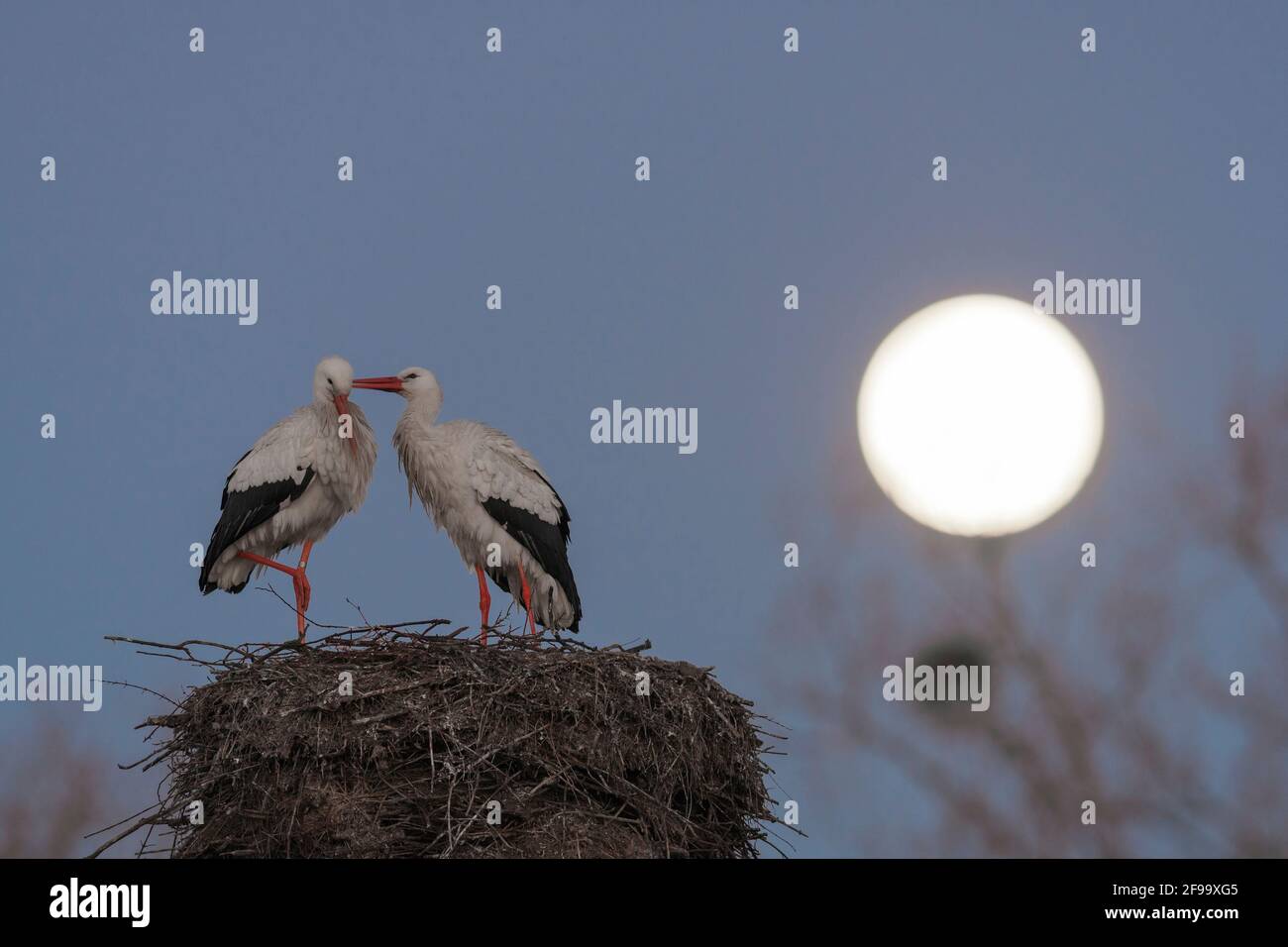 White storks (Ciconia ciconia) on the nest during a full moon, February, Hesse, Germany Stock Photo