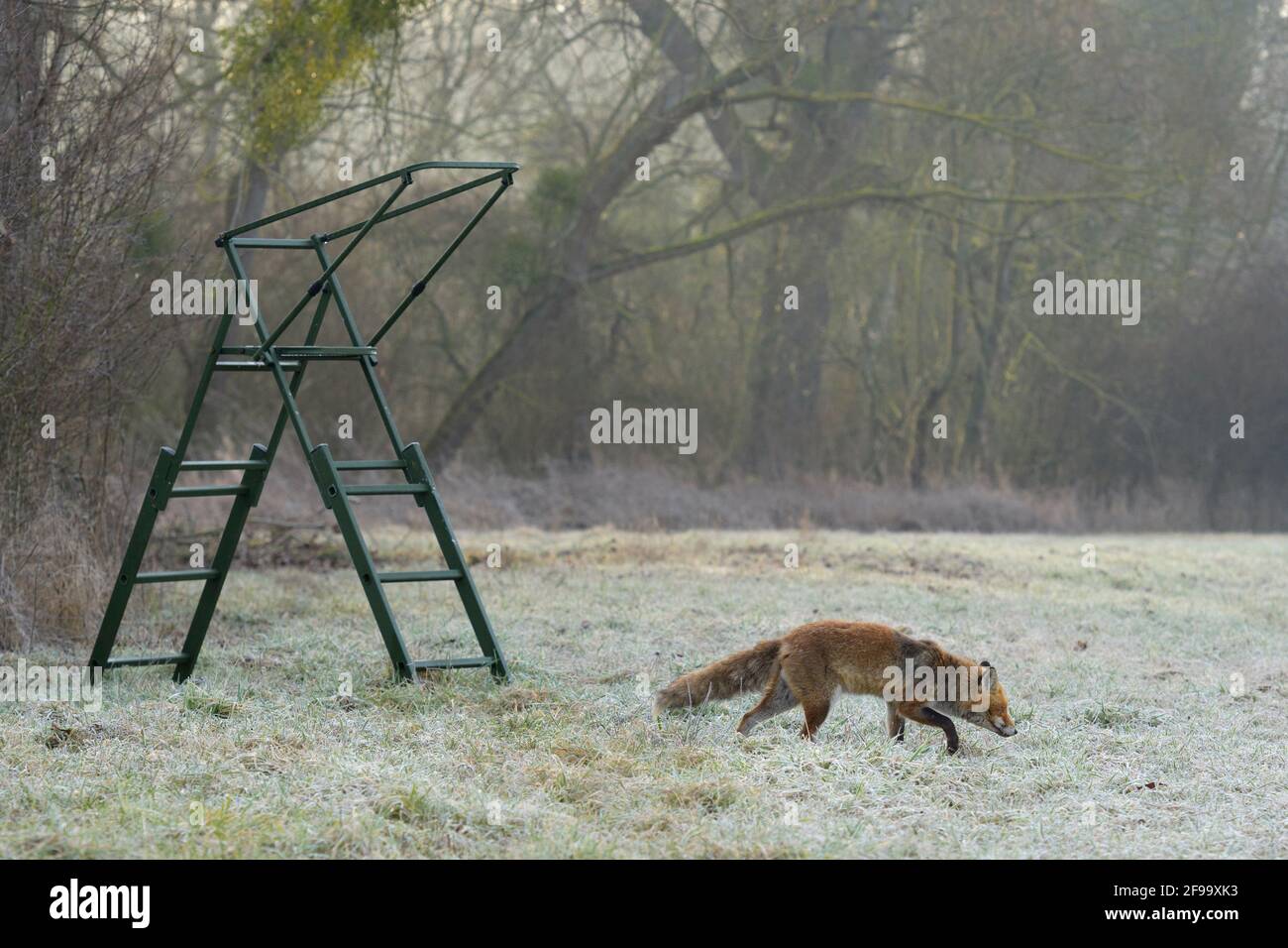 Fox (Vulpes vulpes) next to a high seat, February, Hesse, Germany Stock Photo