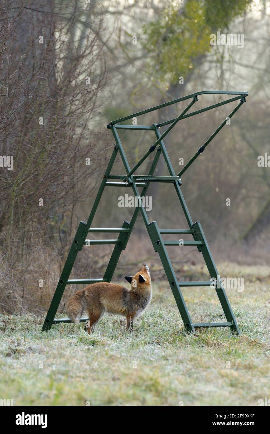 Fox (Vulpes vulpes) under a high seat, February, Hesse, Germany Stock Photo