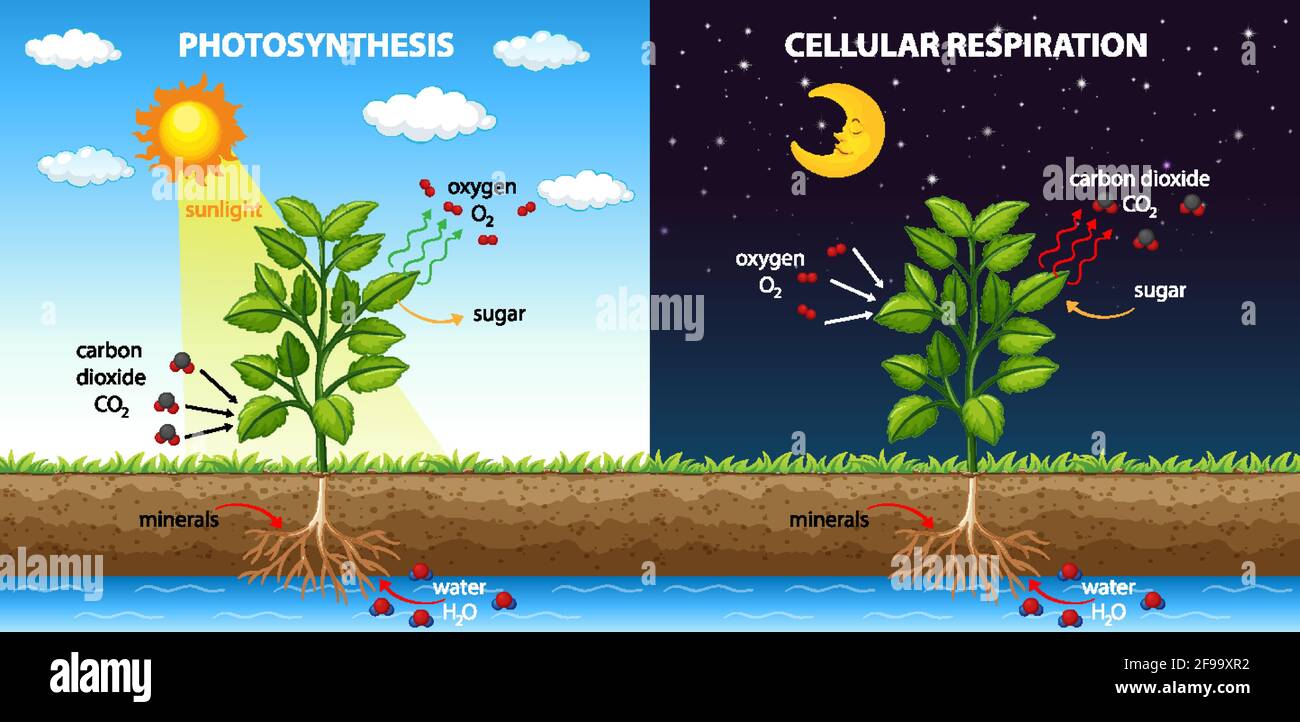 Cellular Respiration High Resolution Stock Photography And Images Alamy