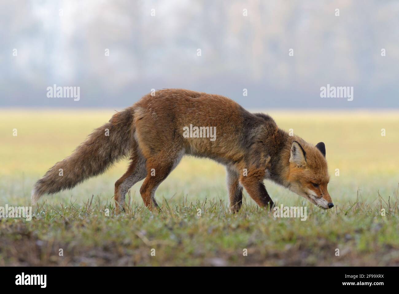 Red fox (Vulpes vulpes) in a meadow, February, Hesse, Germany Stock Photo