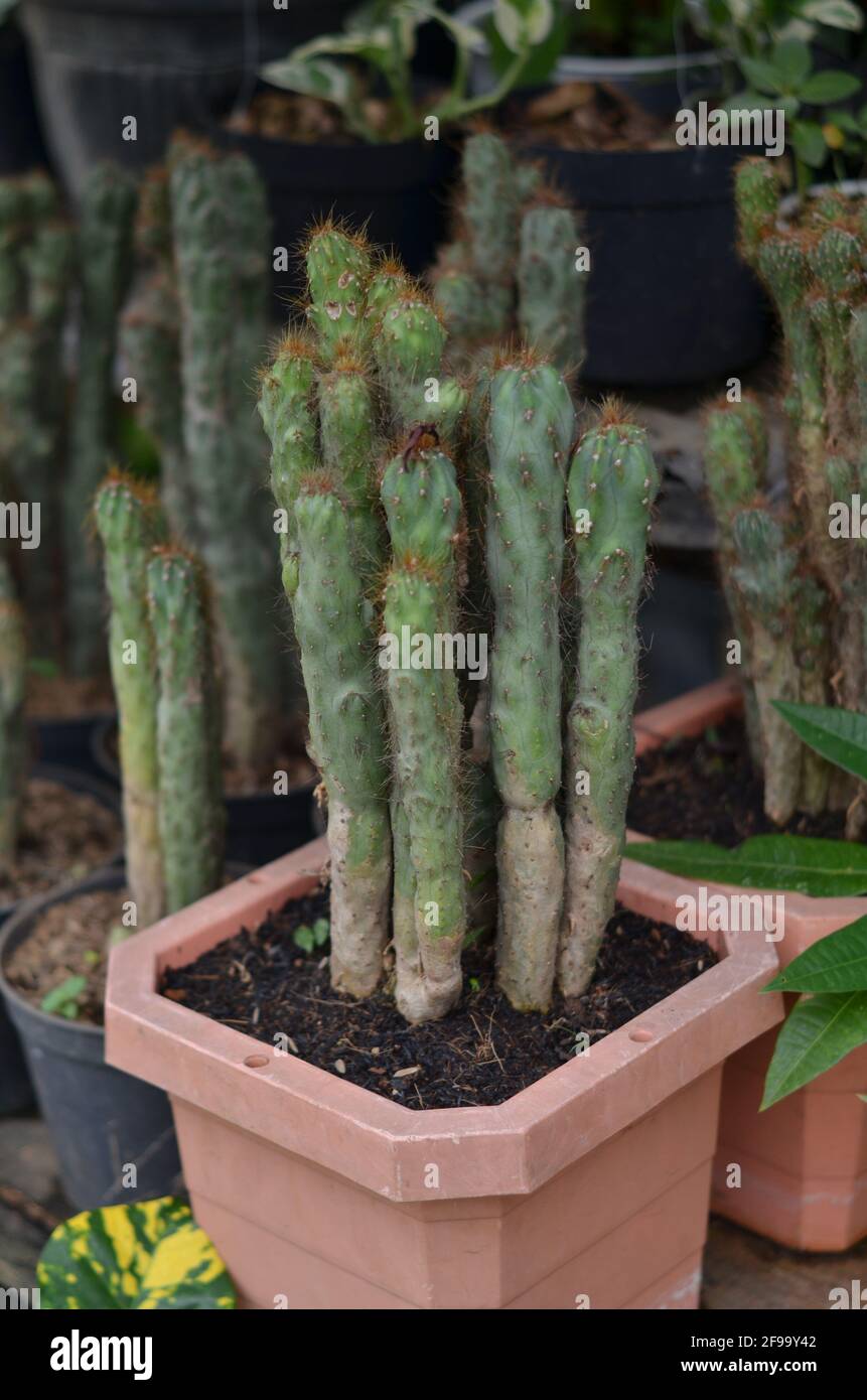 This type of cactus plant is oval and has fine hairs. Stock Photo