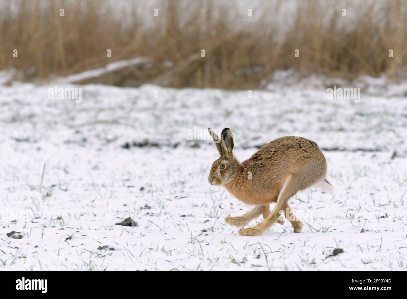 Snow rabbit running hires stock photography and images Alamy
