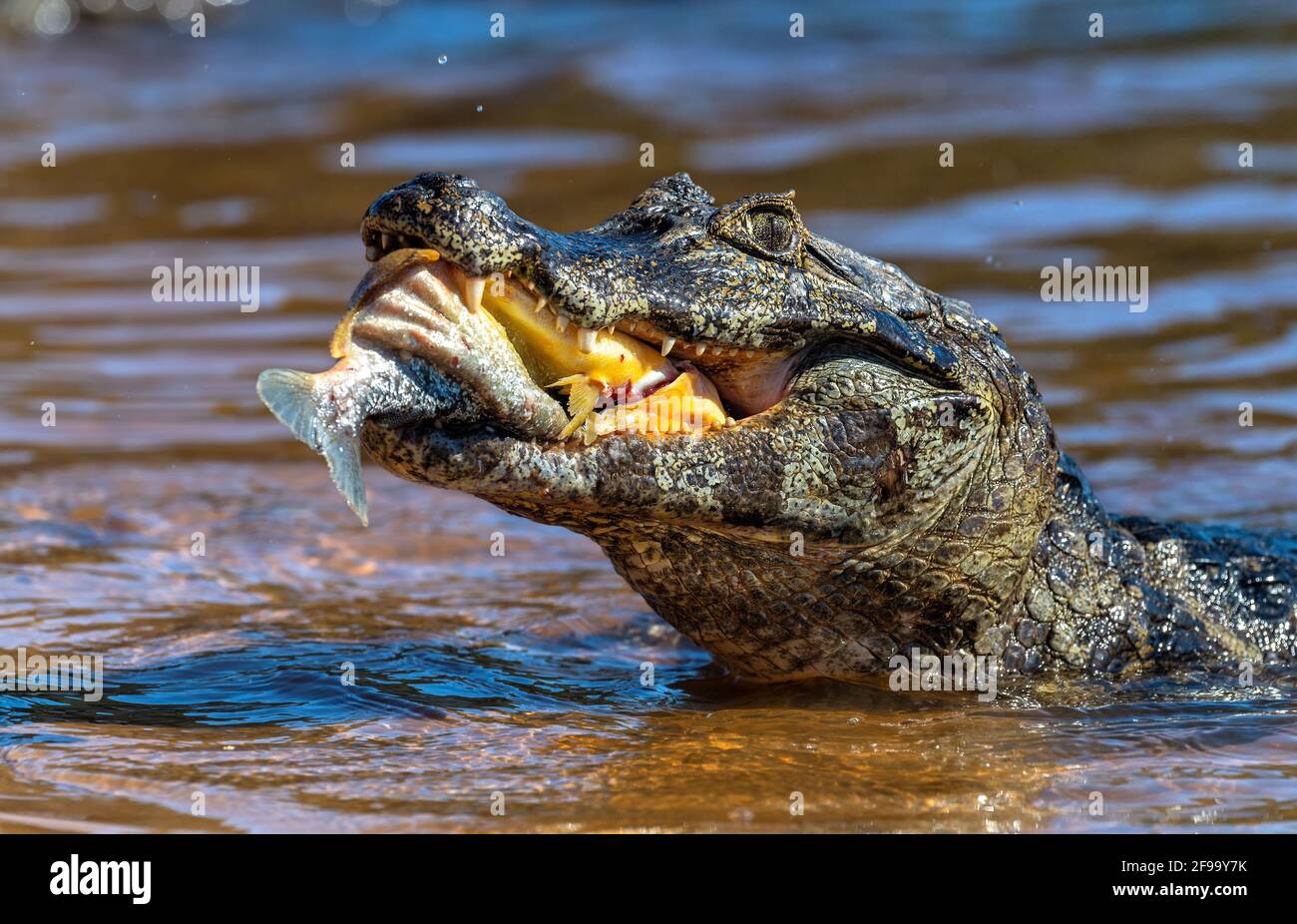 Cayman in Brasil, Pantanal with Piranha in the mouth Stock Photo