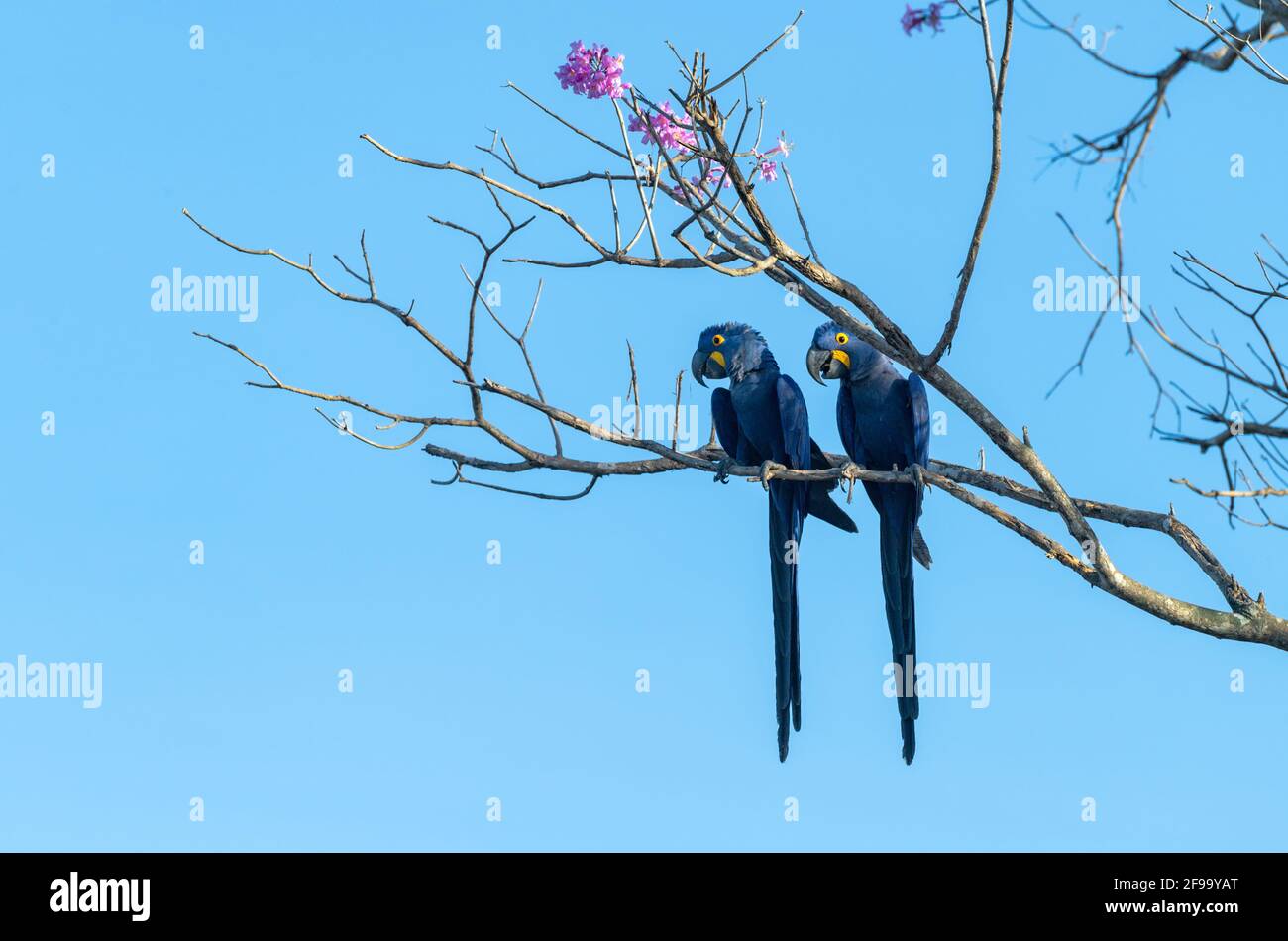 Animal Hyacinth Macaw HD Wallpaper